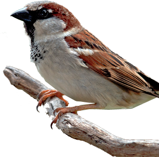 Bird Gard Electronic Bird Repellent House Sparrow - World Sparrow Day 2018 (322x398), Png Download