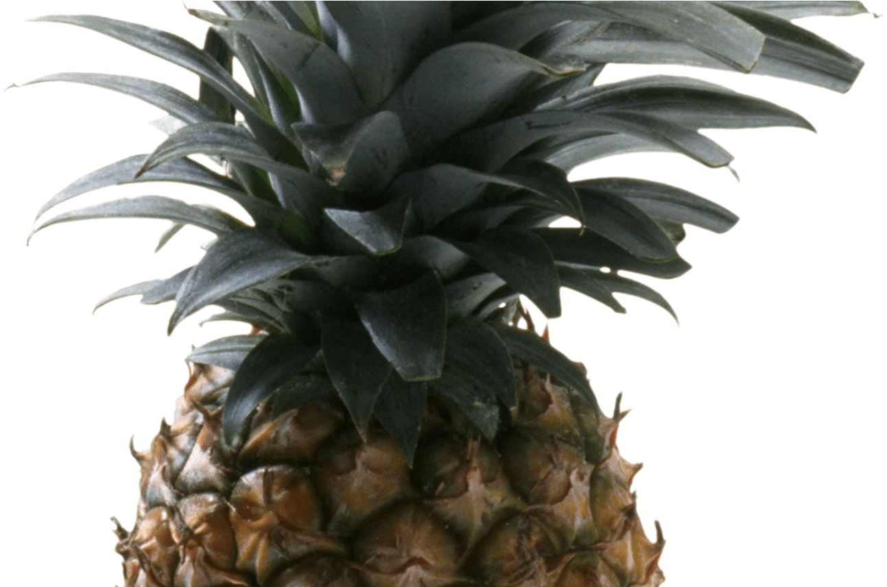 Pineapple Clipart Five Pencil And In Color Pineapple - Pineapple With No Background (1368x855), Png Download