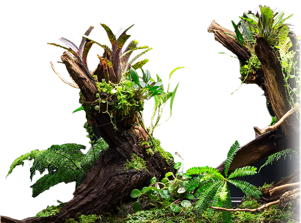 Terrarium Plants & Terraria Accessories - Planten Vivarium (620x500), Png Download