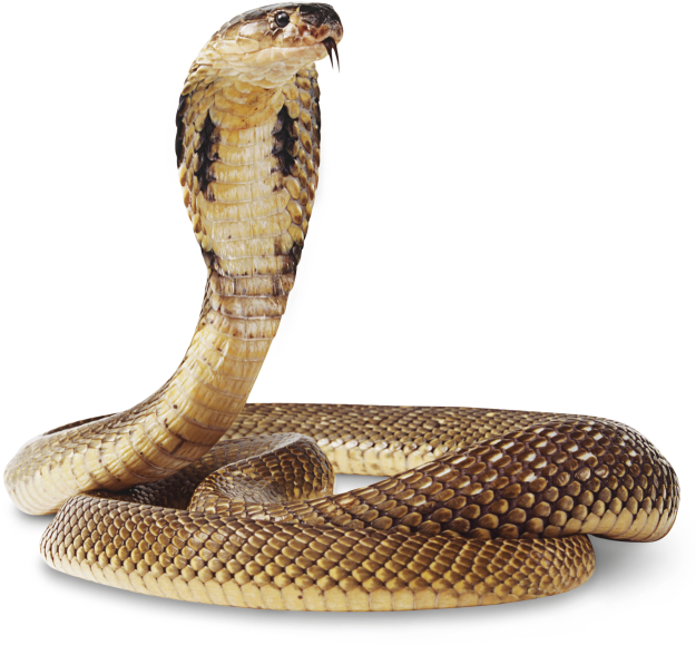 Snake Png (640x597), Png Download