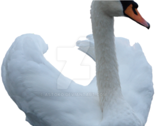 Swan Png Transparent Images - Swan (640x480), Png Download