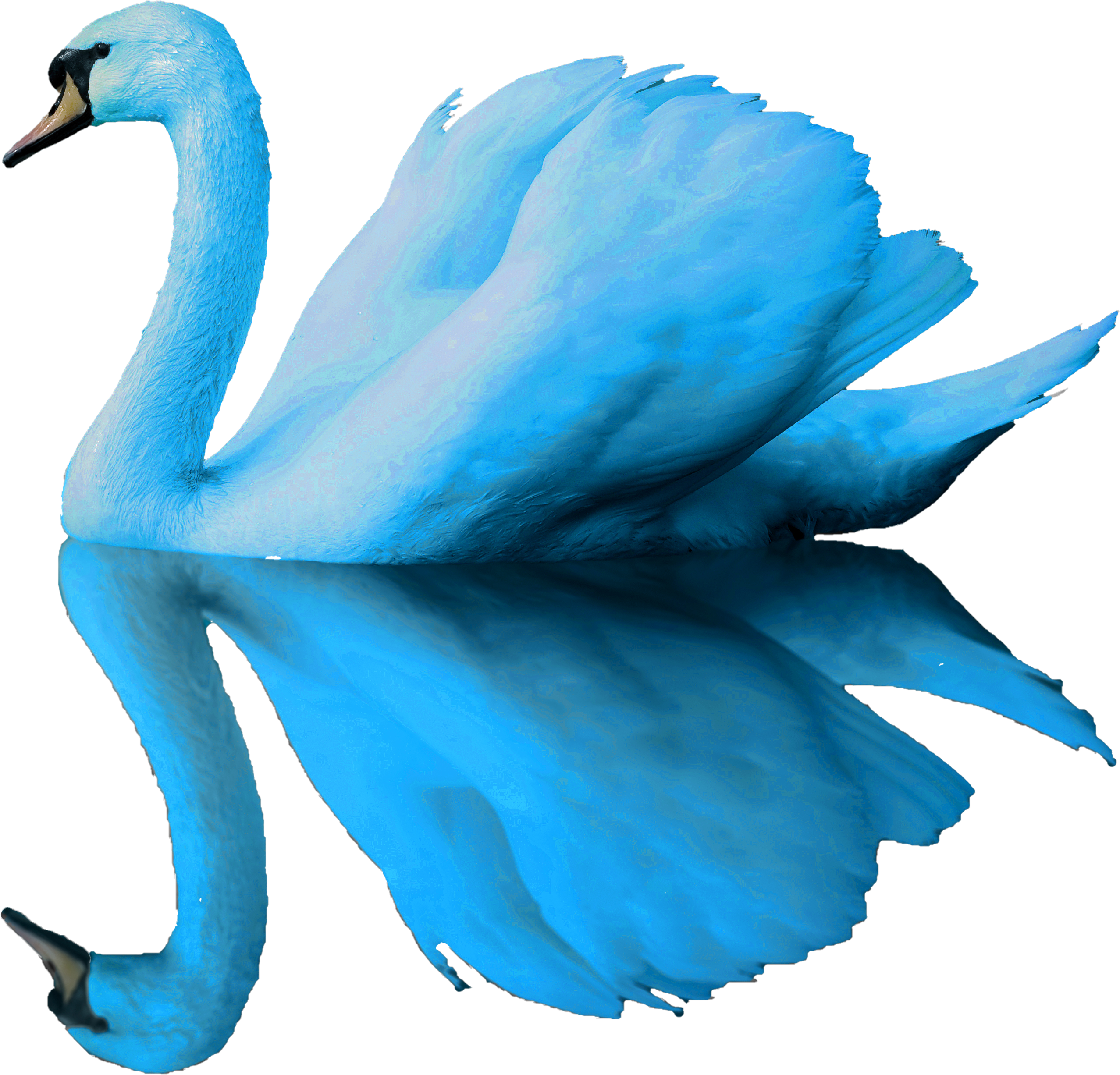 Blueswandaily Was Born To Expand The Coverage Of Capa's - Blue Swan (2555x2453), Png Download