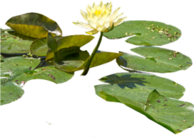 Water Lilies Png (640x480), Png Download
