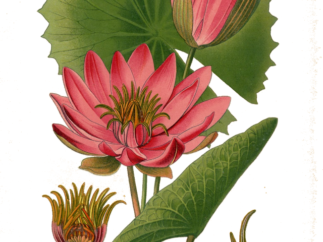 Water Lily Png Transparent Images - Botanical Illustration Lotus (640x480), Png Download