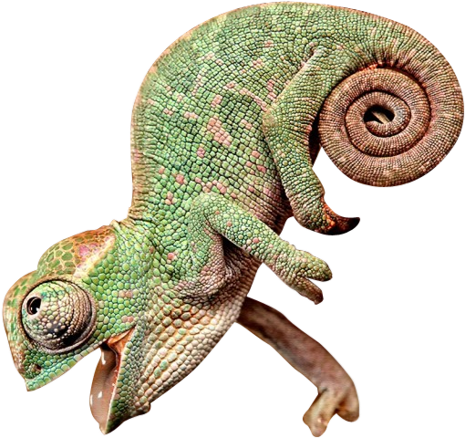 Happy Chameleon, Looking Up With Mouth Open - Chameleon With Its Mouth Open (607x640), Png Download