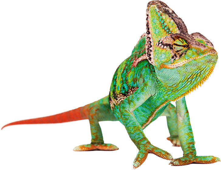 Common Chameleon (727x561), Png Download