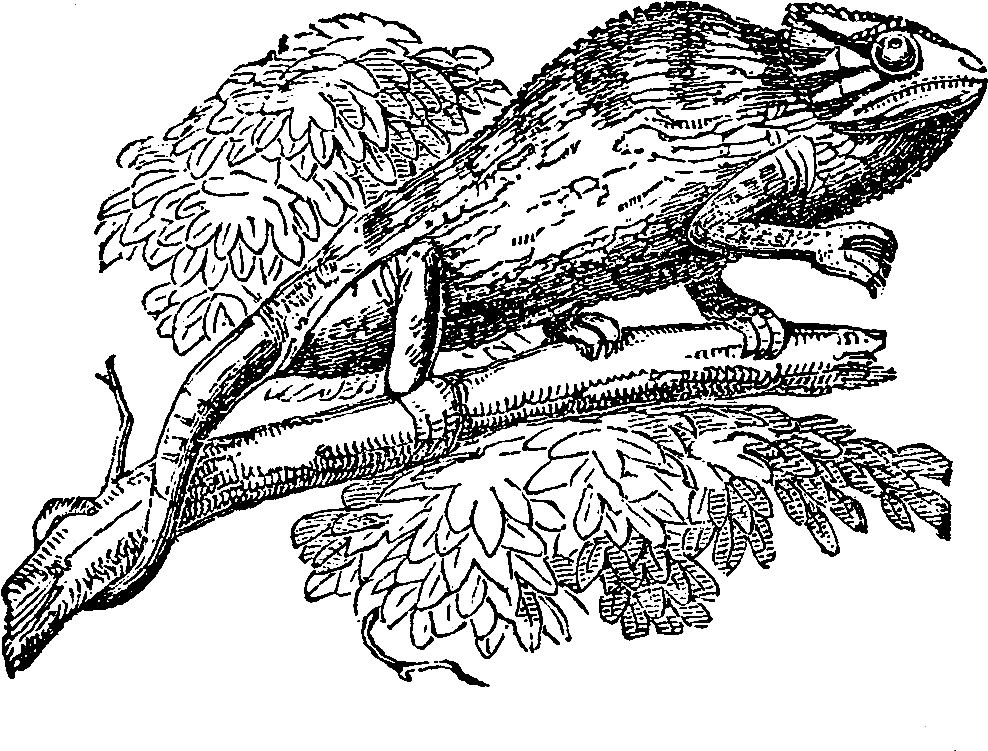 Digital Chameleon Downloads - Sketch (1200x859), Png Download