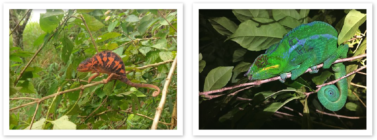 Male & Female Panther Chameleons Mrci Nosy Komba - Eastern Box Turtle (1344x490), Png Download