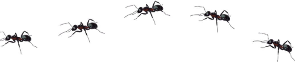 Ant Insect Asno I Sticker By - Insect (1024x1024), Png Download