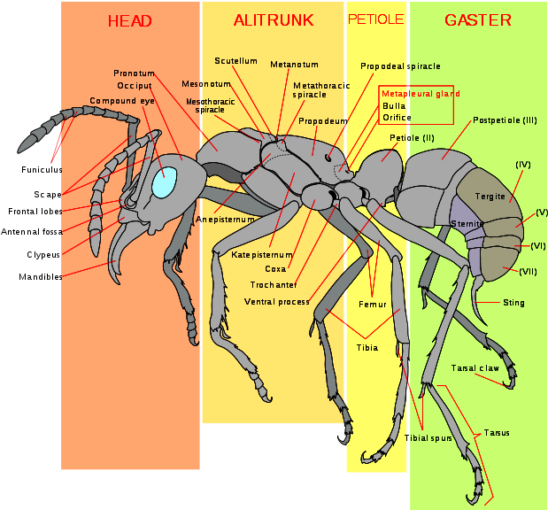 Diagram Of A Worker Ant - Morphology Of An Ant (625x576), Png Download