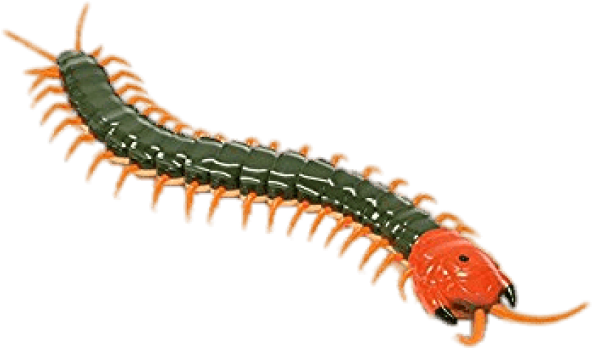 Free Png Download Remote Controlled Centipede Png Images - Green And Red Centipede (850x582), Png Download