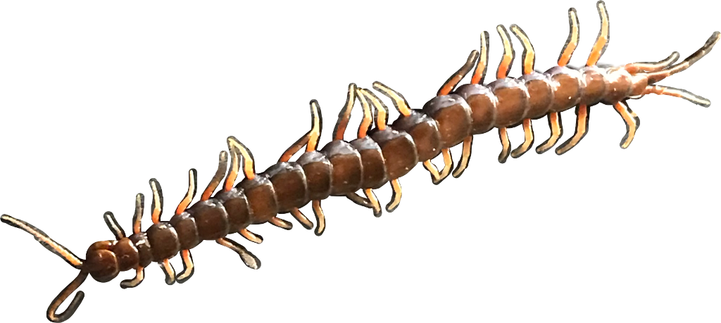 Report Abuse - Soldier Beetle (1024x459), Png Download