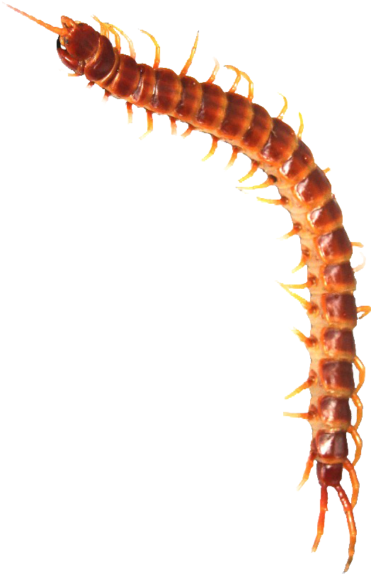 The Largest Invert Show In The South West Thousands - Millipedes (729x1088), Png Download