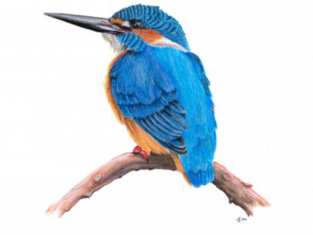 Kingfisher Clipart Cartoon - Kingfisher Transparent (640x480), Png Download