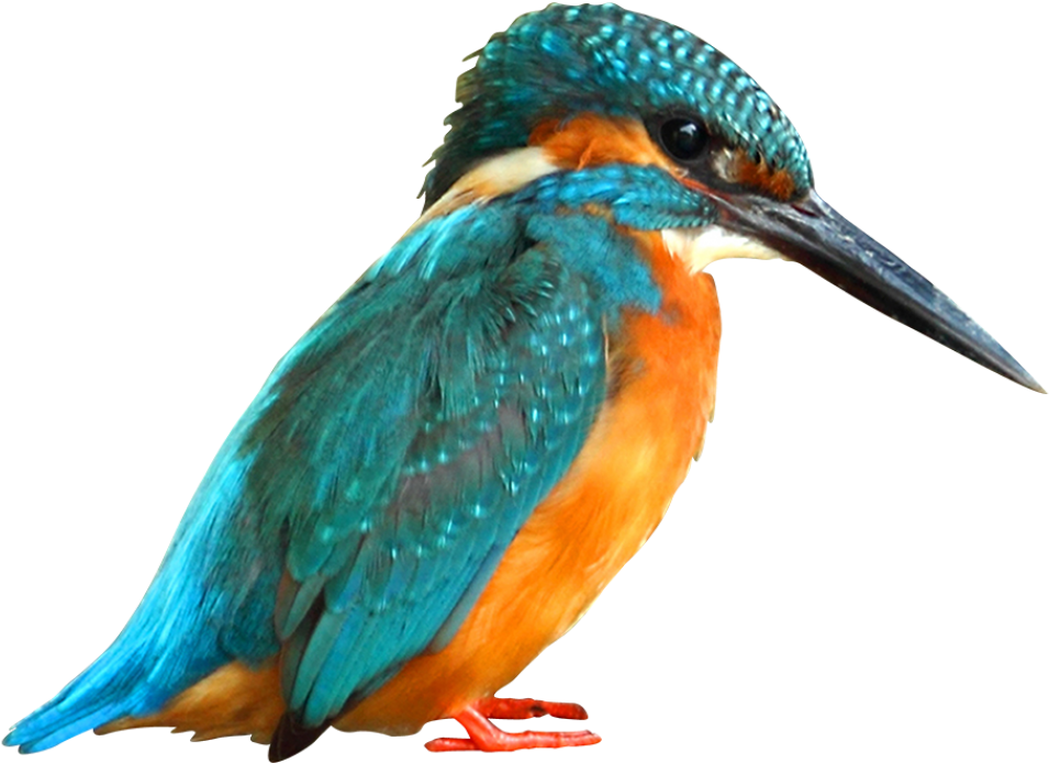 Martin Pescatore Dall Alto (1000x751), Png Download