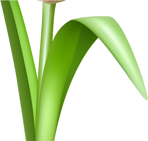 Tulip Png Transparent Images - Grass (640x480), Png Download
