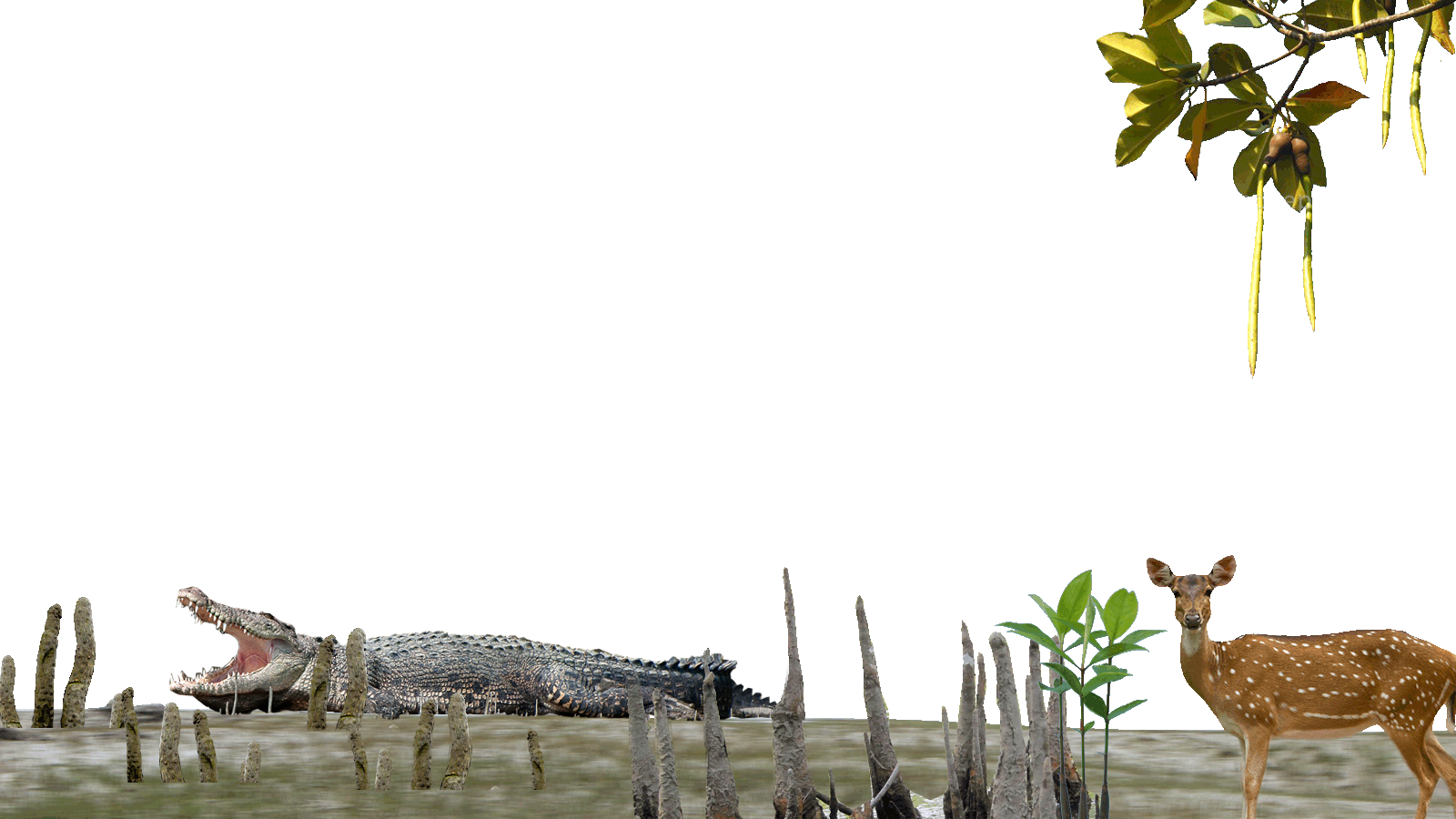 American Crocodile (1600x900), Png Download