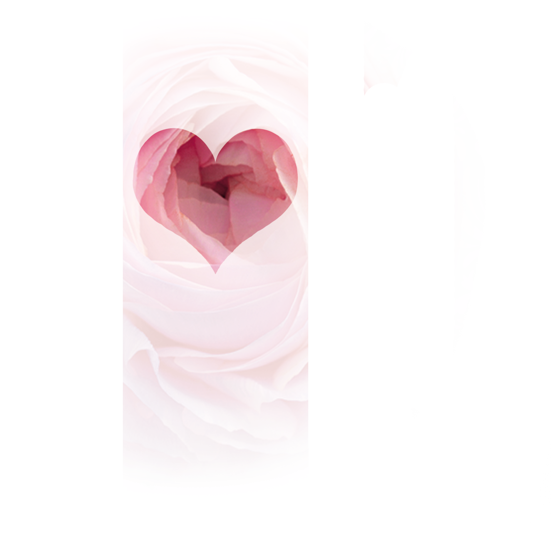 Rose Heart On Ivory - San Valentin Fondo Negro (1875x1875), Png Download