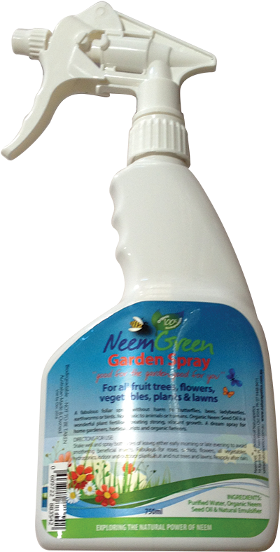 Insect (591x952), Png Download