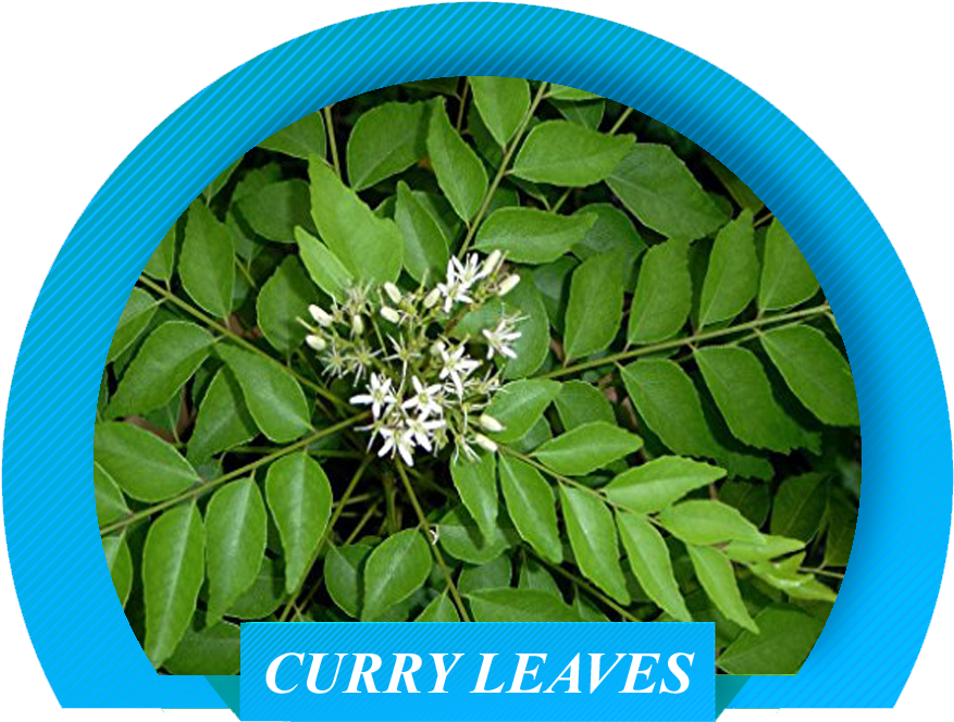 That Are Of Global Standards And To Ensure That We - Curry Leaves (1024x768), Png Download