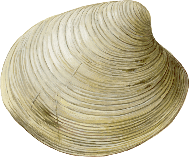 Clam-mercenaria Mercenaria Sw - Cockle (800x662), Png Download