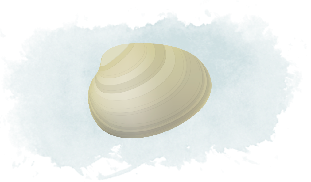 Clams - Baltic Clam (1096x617), Png Download