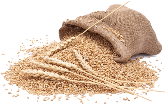 Organic Wheat - Wheat Flour Png Hd (600x600), Png Download