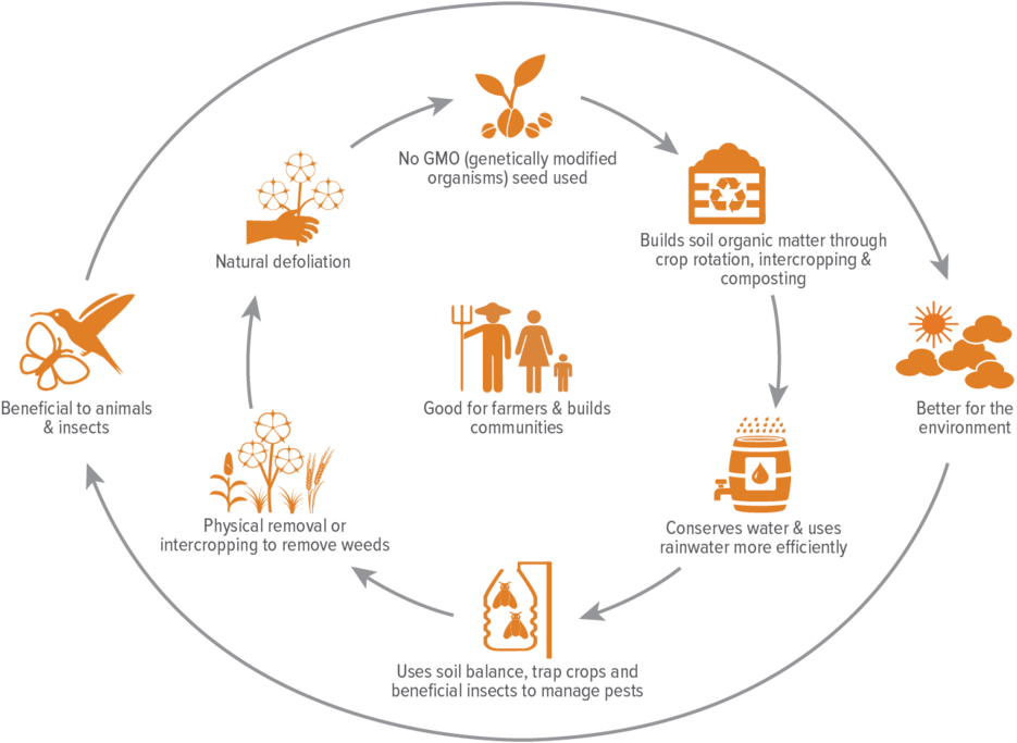 Proceso De Producción Del Algodón (1000x720), Png Download