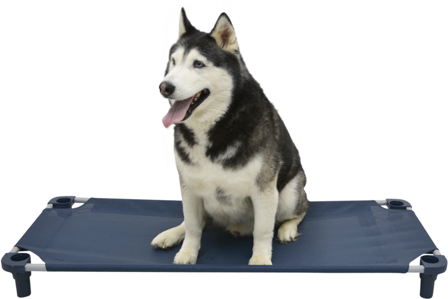 52×22 Premium Solid Color Cot - Sakhalin Husky (1000x1000), Png Download