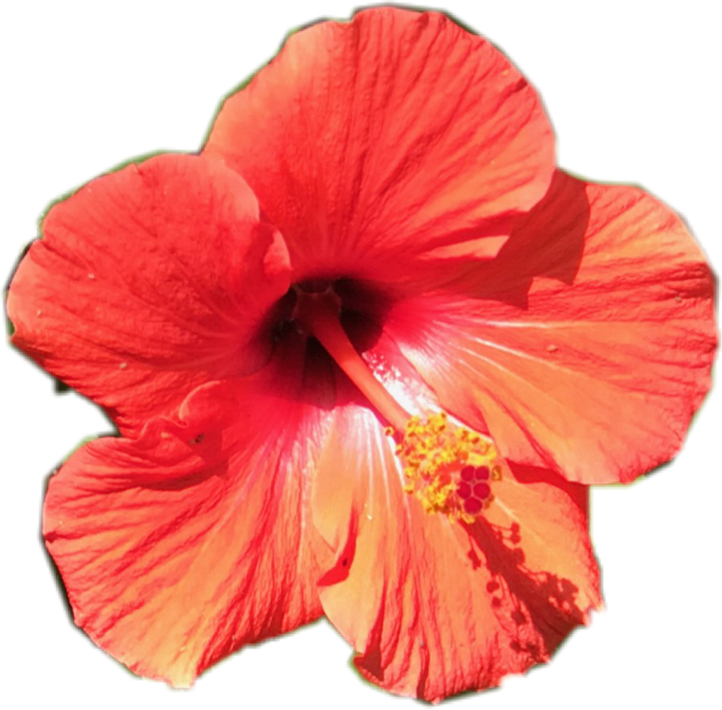 Tropical Sticker - Hawaiian Hibiscus (1024x1007), Png Download