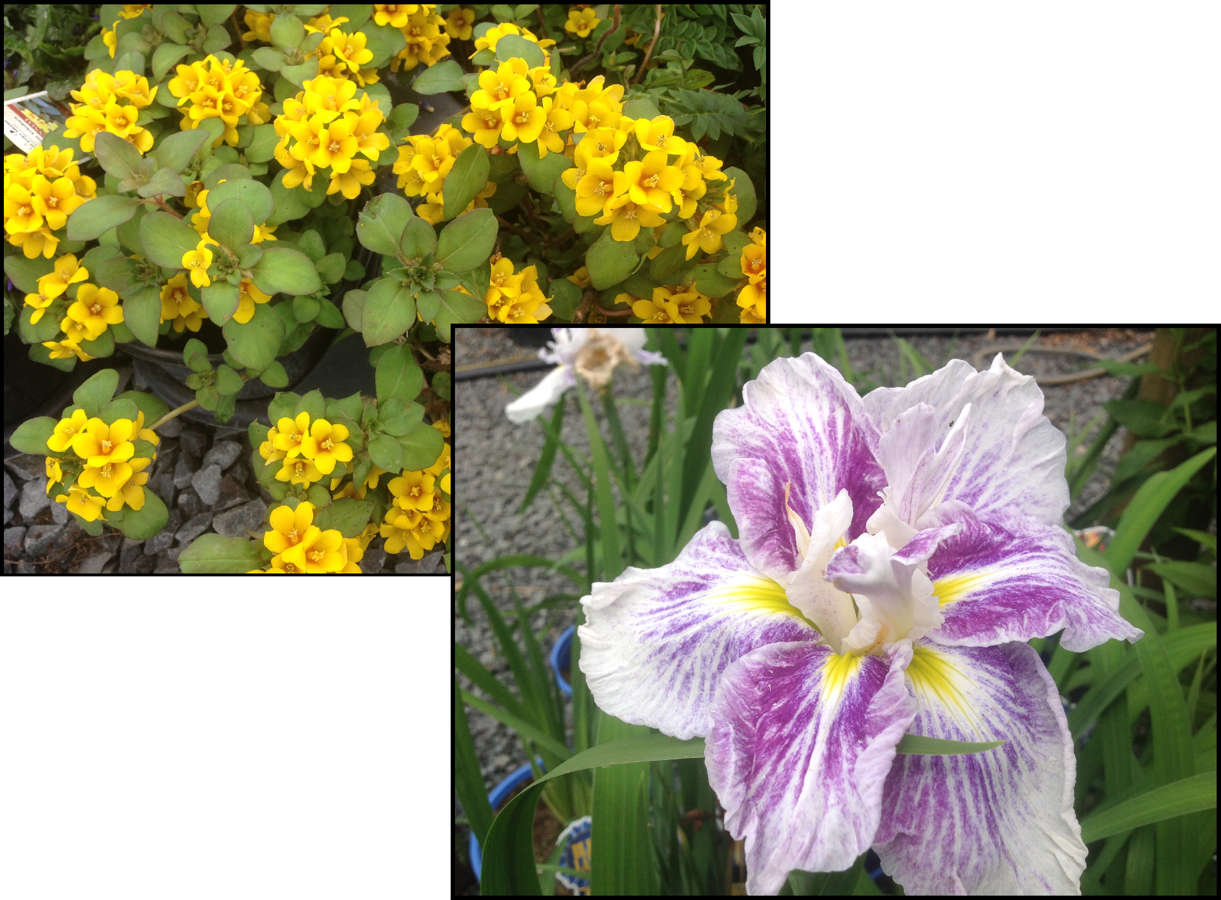 Tropical Flowers Page - Iris (2517x1855), Png Download