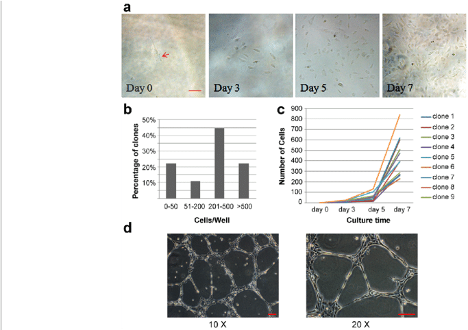 Clonogenic Quantitation Of Single Epc And Vessel-like - Architecture (850x481), Png Download