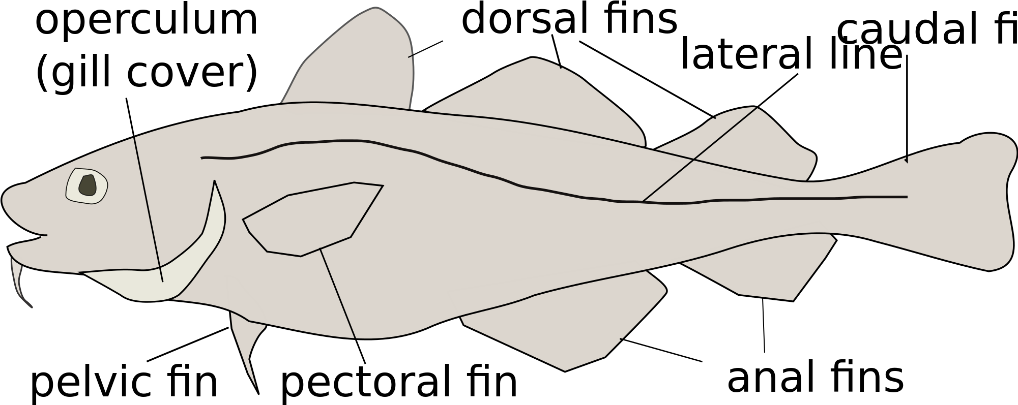 Open - Cartilaginous Fish (2000x821), Png Download