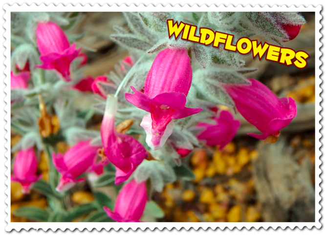 View The Beautiful Wa Wildflowers - Bougainvillea (695x503), Png Download
