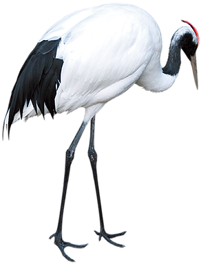 Kisspng Red Crowned Crane Download Crane - Red-crowned Crane (600x600), Png Download