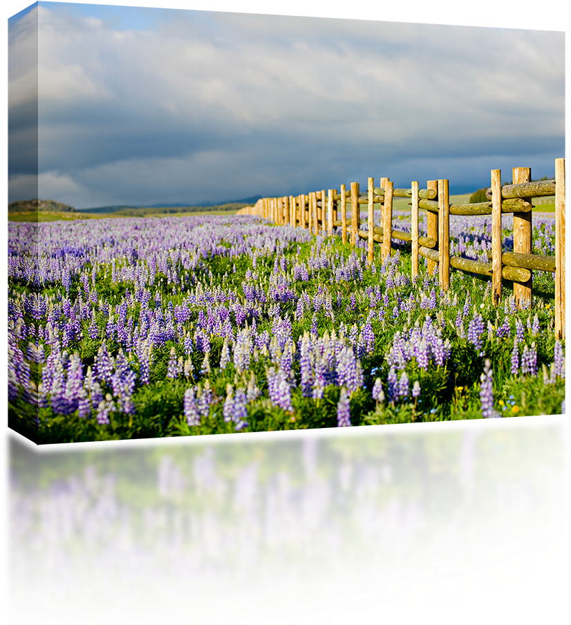 Bluebonnet (1024x1024), Png Download