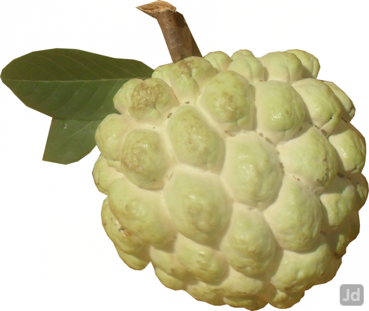 Custard Apple Tree Wholesalers Barshi, Solapur - Nmk1 Golden Custard Apple (750x631), Png Download