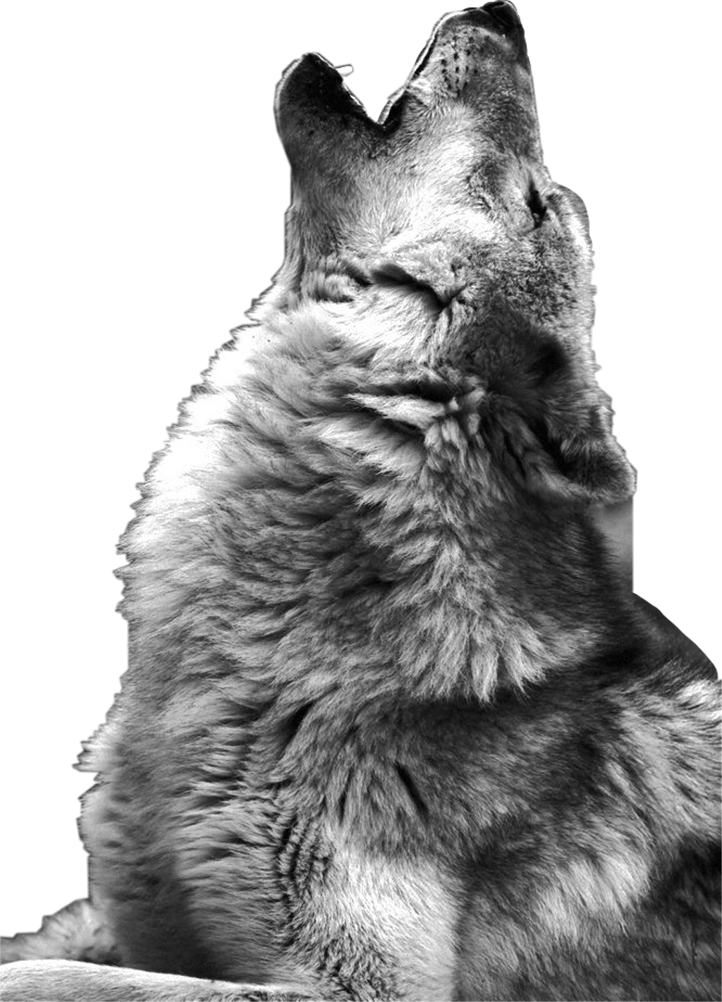 Wolf Sticker - Wolf Howling Photography (1024x1421), Png Download