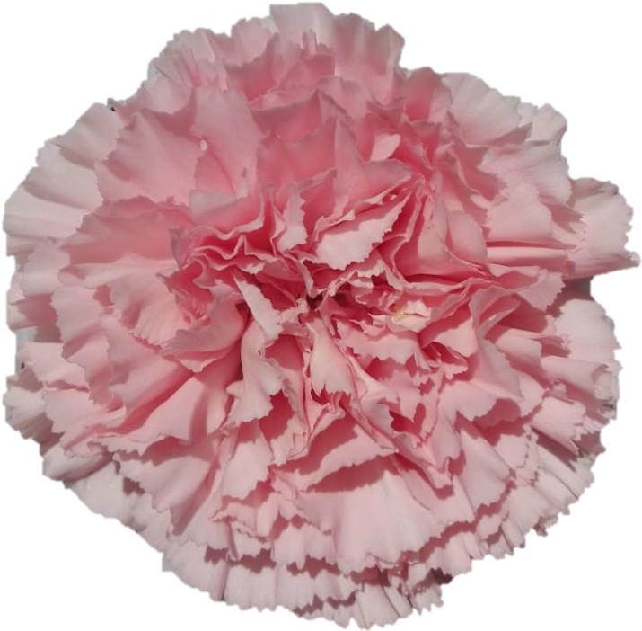 Doncell - Carnation - Carnation (719x715), Png Download