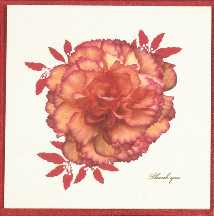 Orange Carnation - Carnation (1600x724), Png Download