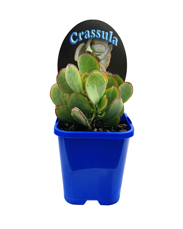 10cm Landscaper's Choice Succulents - Flowerpot (800x800), Png Download