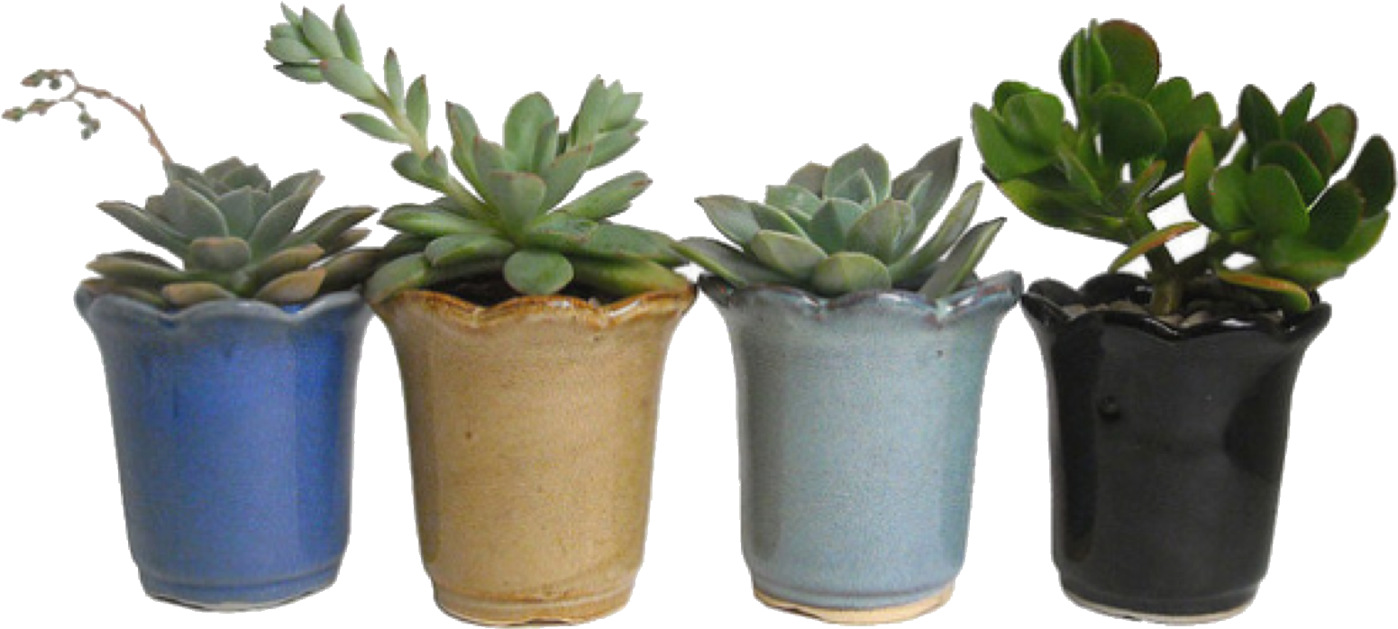 Succulents / Polyvore - Green Niche Meme Pngs (2048x1134), Png Download