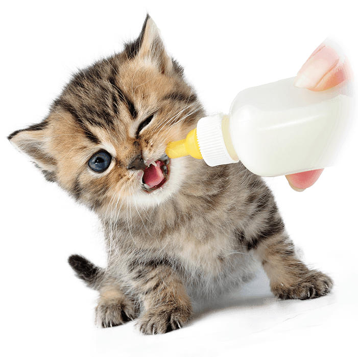 Bottle Fed Kitten 2a - Kittens Drinking Milk (700x709), Png Download