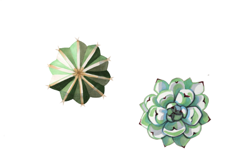 Succulents - Echeveria (1000x667), Png Download