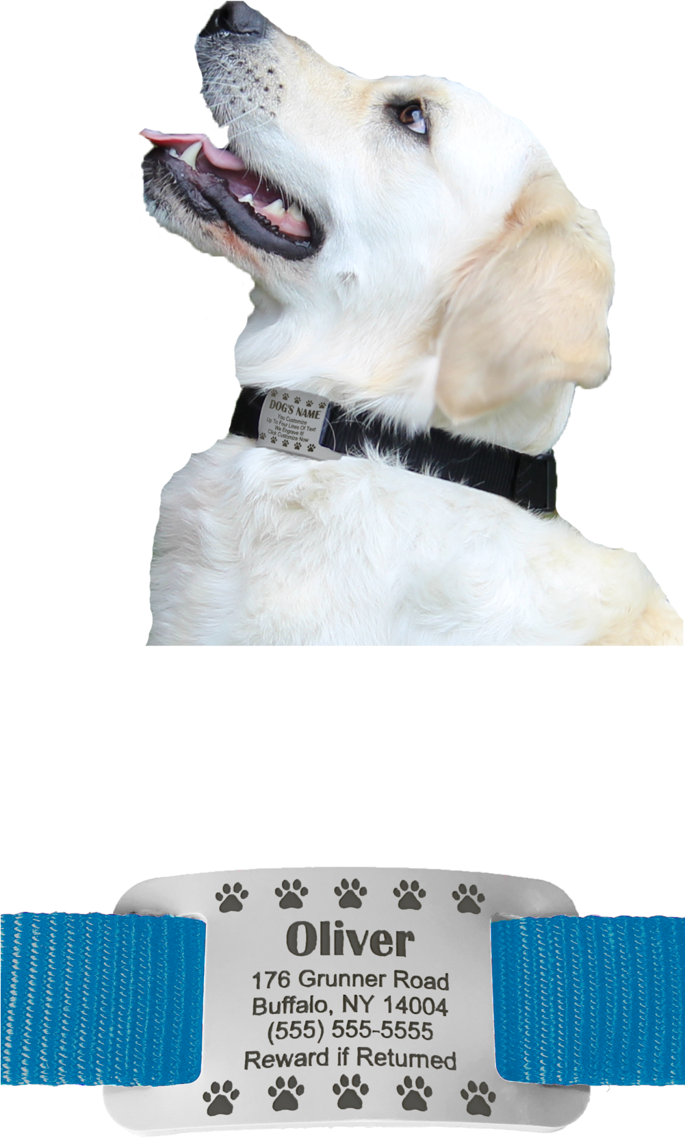 Website Right Side - Labrador Retriever (1000x2000), Png Download