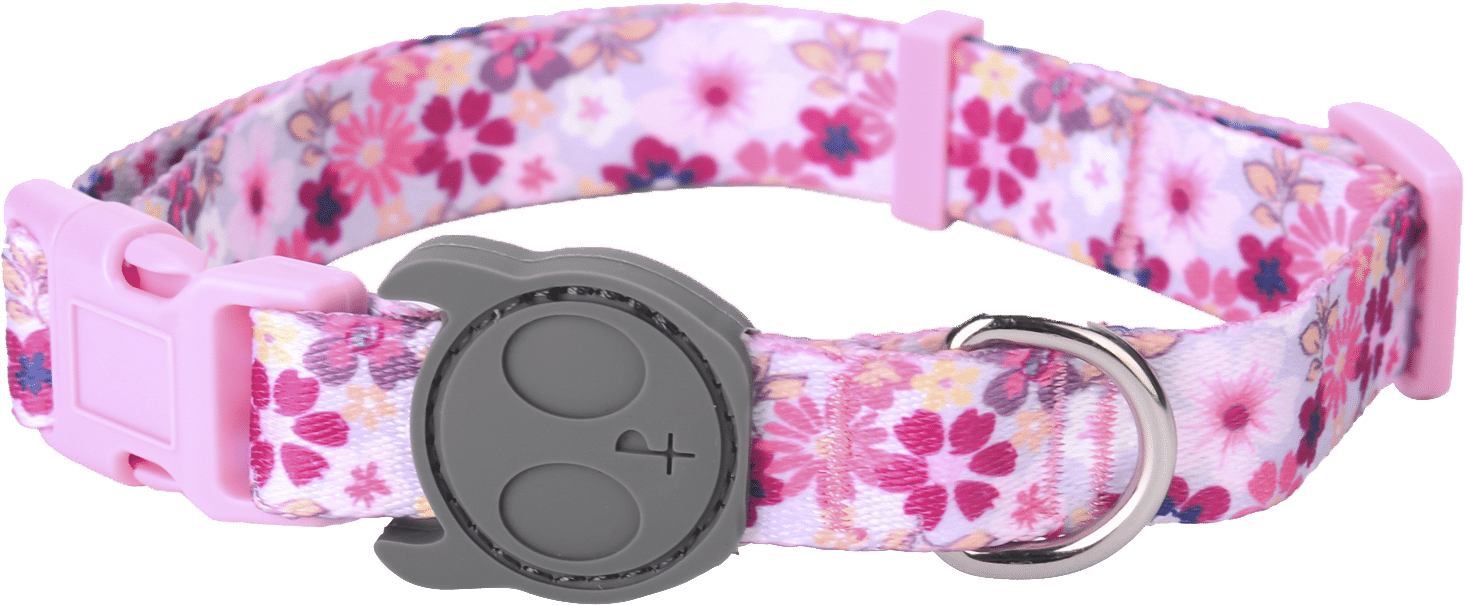 Our New Dog Collar - Belt (1500x700), Png Download