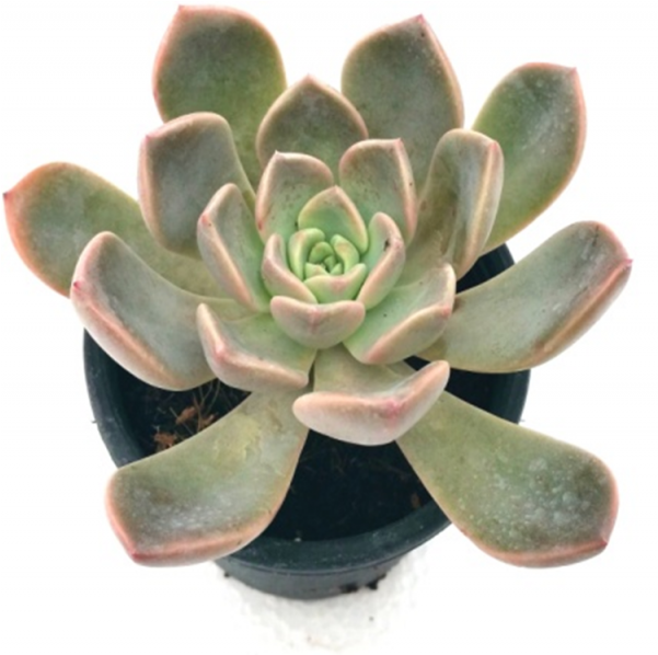 Echeveria Blue Prince Succulent Plant - White Mexican Rose (600x770), Png Download