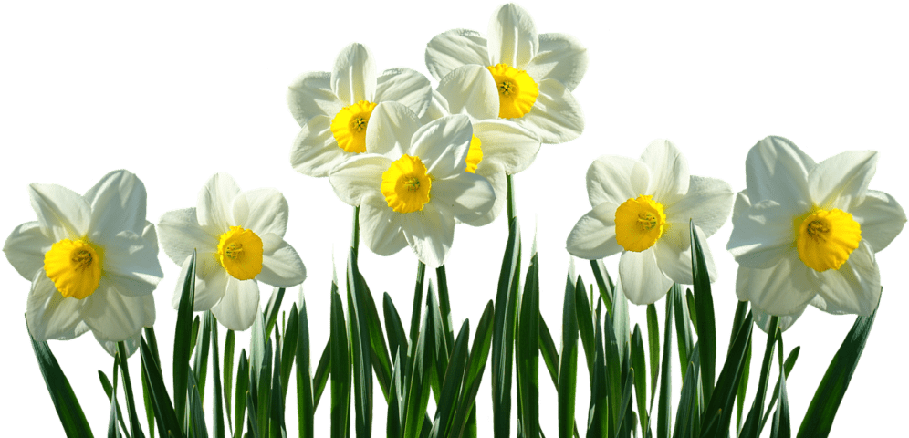 This Flower Has Two Main Parts - Daffodils Png (1024x480), Png Download