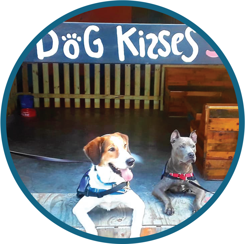 Events Website Graphic - Beagle (1000x990), Png Download