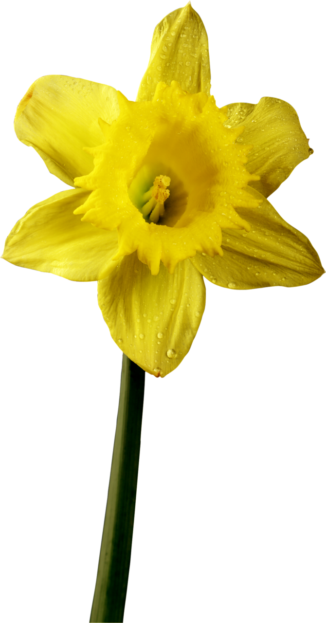 Daffodil Clipart Stem - Narcissus (670x1280), Png Download